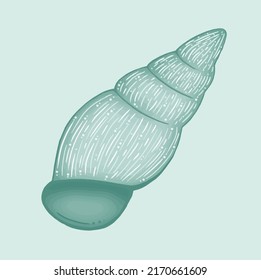 Green sea shell on mint background