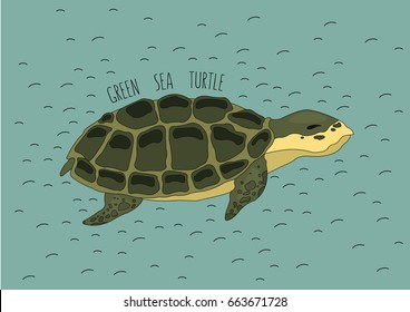 Green sea turtle