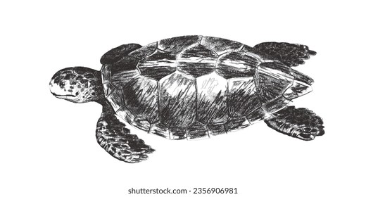 Green sea turtle (Chelonia mydas). Doodle sketch. Vintage vector illustration.
