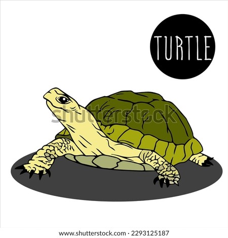 Green sea turtle isolated on white background. Illustration. marine animal icon. sea turtle with protective shell. Large land turtle reptiles.