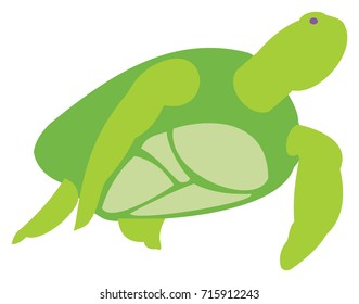 Green Sea Turtle Swimming