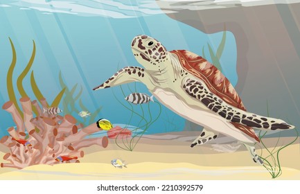 Green sea turtle swims in the sea with tropical fish and algae near an underwater rock. Green turtle, black turtle or Pacific green turtle. Realistic vector underwater landscape.