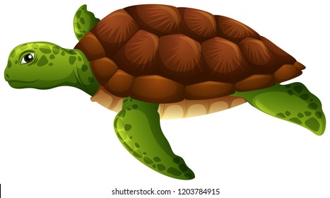 Green sea turtle white background illustration