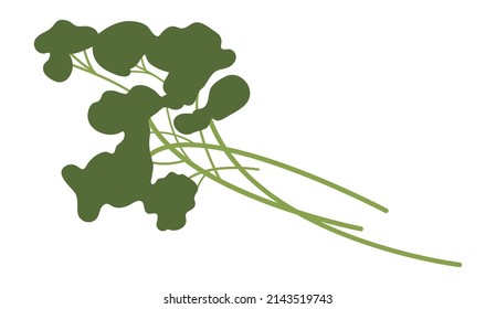 Green seasoning plant. Parsley branch. Food flavouring