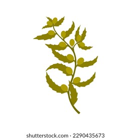 Green seaweed with berries, green underwater plant. Underwater plant, cartoon branch with leaves. Vector seaweed grown at sea bottom