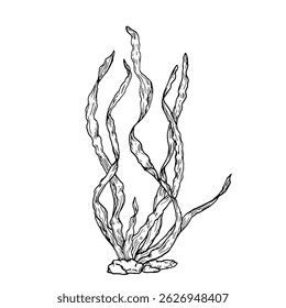 Algas verdes em rochas, tinta preta e branca desenho Vetor ilustração. Balançando arbustos de algas, o mundo subaquático do oceano, isolado sobre um fundo branco. Tema marinho, decoração marinha
