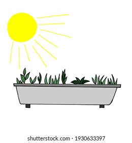 Green seedlings grow in a box and the sun shines.Simple doodle style design. Flat vector illustration on a white background.