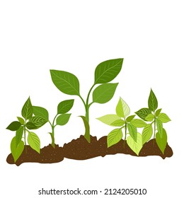 Green seedlings grow in the garden in the ground. Realistic seedlings grow in the soil. Small green sprouts with green leaves.The concept of organic farming, natural products, ecology. Seedling.