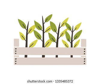 Green seedlings planted in wooden box. Young plants or sprouts growing in garden crate. Spring natural decorative design element. Colorful seasonal vector illustration in flat cartoon style.