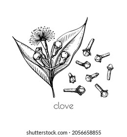 Green seeds clove flower sketch in retro style. Ink illustration. Isolated set. Vintage floral white background. Vector drawing.