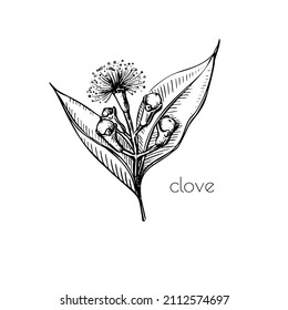 Green seeds clove flower sketch in retro style. Ink illustration. Isolated set. Vintage floral white background. Vector drawing.