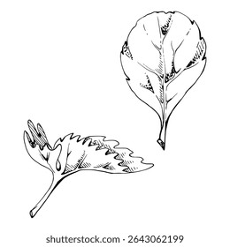 Mão de folha de borda serrilhada verde desenhada em tinta vetorial. Flor arbusto árvore planta erva, morango framboesa wayfaring burnet salsa blackberry. Ilustração botânica isolada. Florista de casamento, cosméticos