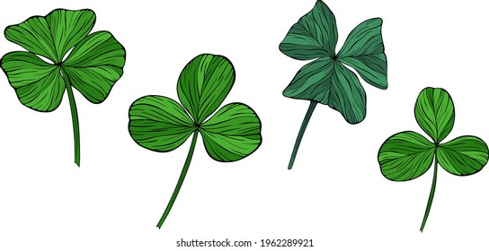 Green shamrock leaves isolated on white. Hand drawn vector illustration. Eps10