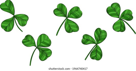 Green shamrock leaves isolated on white. Hand drawn vector illustration. Eps10