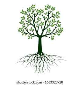 Green shape of Tree with Leaves and Roots. Vector outline Illustration. Plant in Garden.