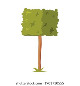 Green Shaped Bush with Lush Foliage as Park Zone Element Vector Illustration