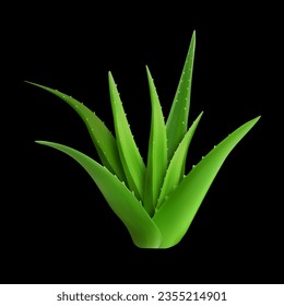 green sharp bush aloe vera