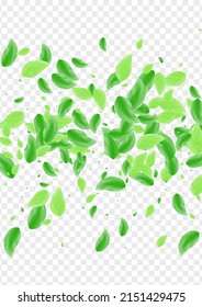 Green Sheet Background Transparent Vector. Plant Eco Texture. Drink Frame. Greenish Element Illustration. Leaves Symbol.