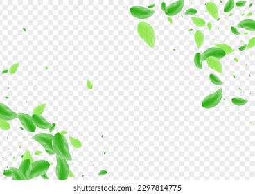 Green Sheet Background Transparent Vector. Foliage Spring Card. Creative Design. Light Green Organic Frame. Leaf Isolate.