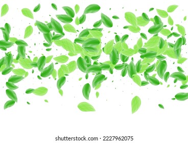 Green Sheet Background White Vector. Foliage Set Card. Silhouette Illustration. Light Green Symbol Texture. Plant Floral.
