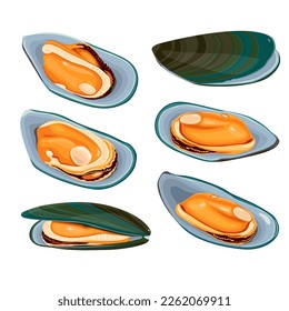Green Shell mussels isolated on white background, Fresh New Zealand mussels  on  illustration vector isolated on white background