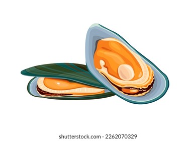 Green Shell mussels isolated on white background, Fresh New Zealand mussels  on  illustration vector isolated on white background