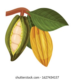 Green Shelled Cocoa Pod with Beans Inside Realistic Vector Illustration