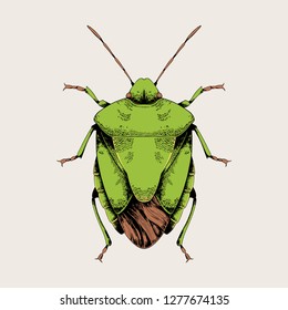 Green shield bug vector hand drawn illustration.