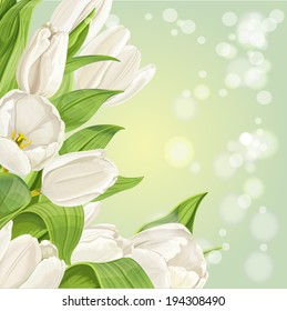 Fundo brilhante verde de tulipas brancas