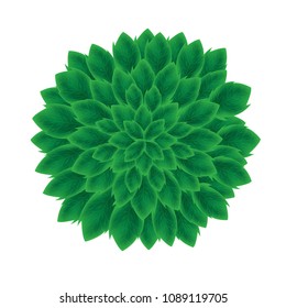 Green shrubs White background