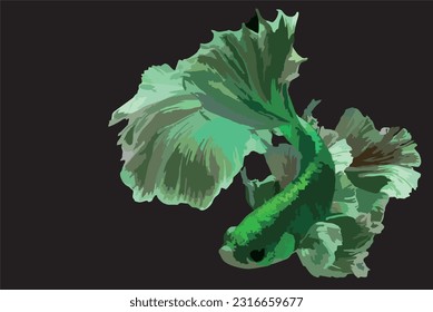 Green Siamese fighting fish(Rosetail)(halfmoon),dragon fighting fish,Betta splendens,on black background with clipping path,Dumbo ears