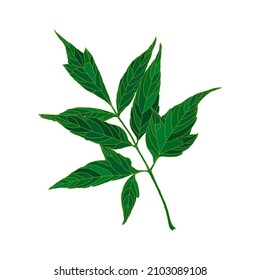 Hojas de arce de silueta verde con hojas de ceniza aisladas en fondo blanco. Elemento de diseño para la decoración.