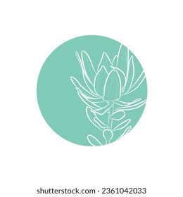 Green silhouette of Leucadendron in green circle. Vector illustration.