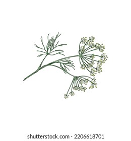 Green Single Branch Of Dill Plant Hand Drawn Vector Illustration Isolated On White Background. Dill Herb For Food Flavoring And Medicinal Purposes, Culinary Herb.