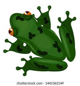 Green sitting frog isolated on white background. Vector image.