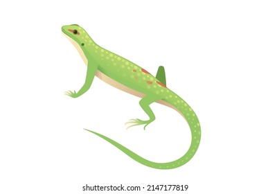 Green small lizard cartoon animal design vector illustration
