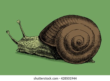 Green snail. Concept of slowness. Hand drawn vector stock illustration