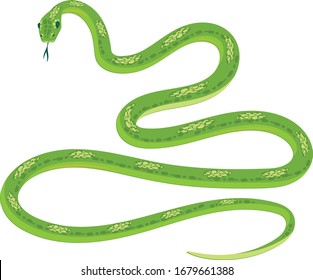 Green snake isolated on white background