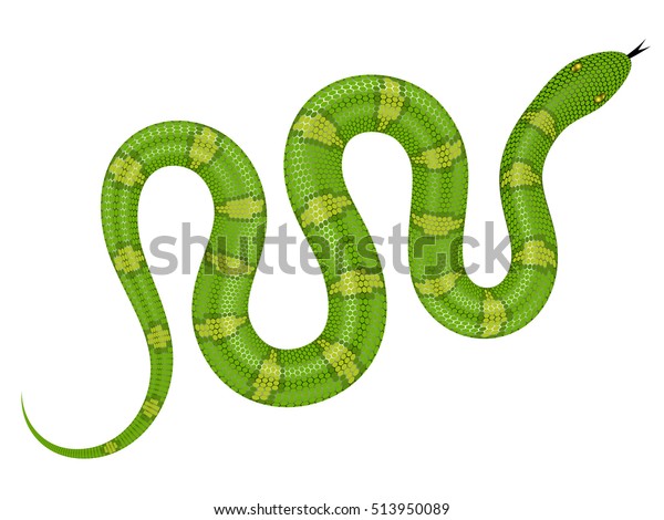 緑の蛇のベクターイラスト 白い背景に分離型ヘビ のベクター画像素材 ロイヤリティフリー