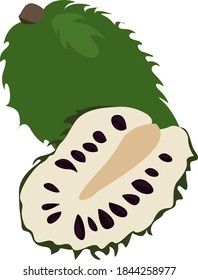 Green Soursop Illustration Vector On White Stock Vector (Royalty Free ...