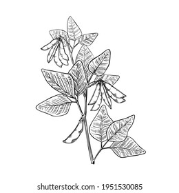 Green soya plant bean sketch in vintage style on black background. Vintage nature illustration. Vector hand drawn illustration. Nature line art.