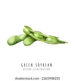 Green Soybean hand drawn watercolor painting isolated on white background