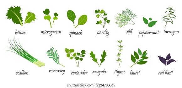 Especias verdes para ensaladas. Ilustración vectorial de verduras volantes al estilo de las caricaturas. Infografía.