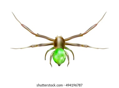 Green spider isolated on white background, illustration.