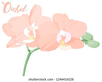 Green spikelet blooming pink orchids. Pink orchid with the name of this plant. Home plant. 