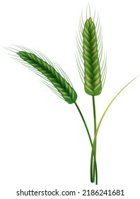 Green spikelets of wheat with grains,ears and stalks.Realistic illustration of seed plants,organic farming farming.Healthy lifestyle element.