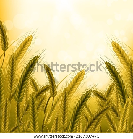 Green spikelets of wheat with grains,ears and stalks.Realistic illustration of seed plants,organic farming farming.Healthy lifestyle element.