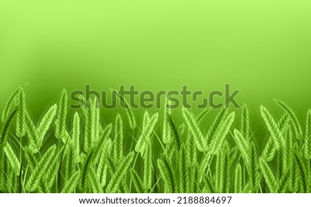 Green spikelets of wheat with grains,ears and stalks.Realistic illustration of seed plants,organic farming farming.Healthy lifestyle element.