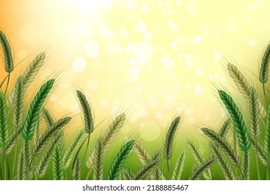 Green spikelets of wheat with grains,ears and stalks.Wheat field in sunlight.Realistic illustration of seed plants,organic farming farming.Healthy lifestyle element.