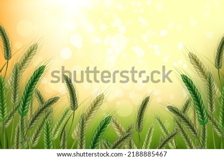 Green spikelets of wheat with grains,ears and stalks.Wheat field in sunlight.Realistic illustration of seed plants,organic farming farming.Healthy lifestyle element.